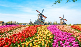 Tulipan – Szkoła Języka Niderlandzkiego