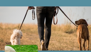 Treningi oraz Konsultacje Behawiorlane | Nieuw-Weerdinge | €35.00