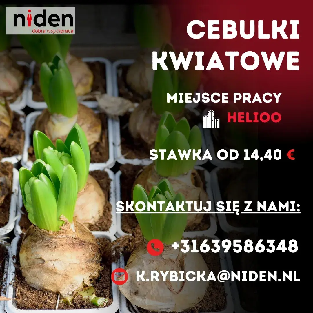 Cebulki Kwiatowe | Helioo | €14.40
