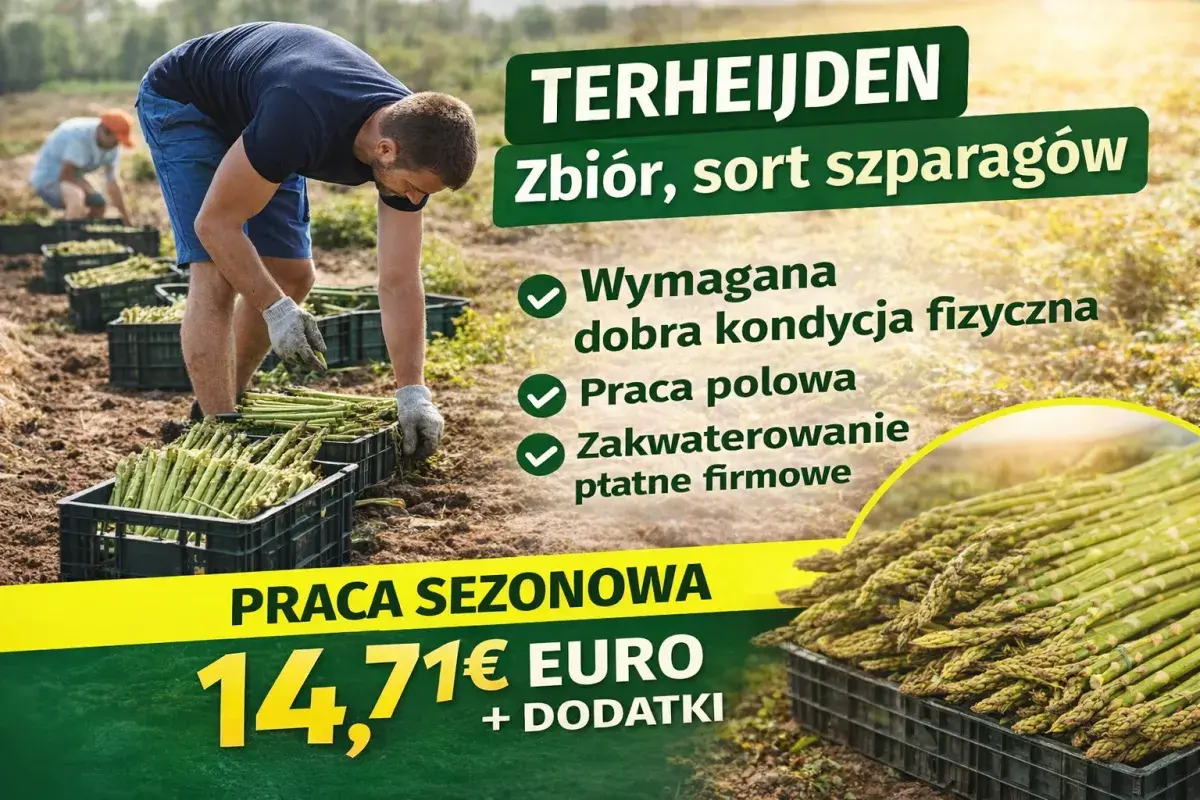 Zbiór szparagów | Terheijden | €14.71